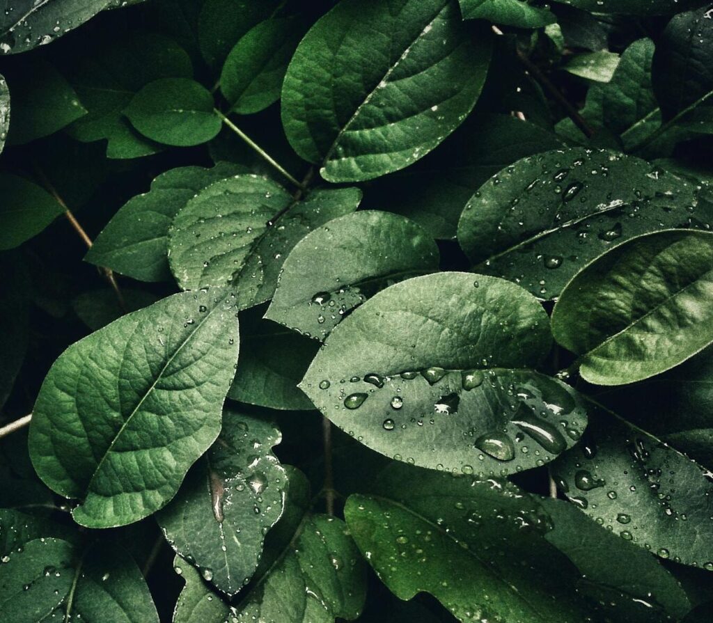 Close-up of lush green leaves with dewdrops, capturing a refreshing and natural texture.