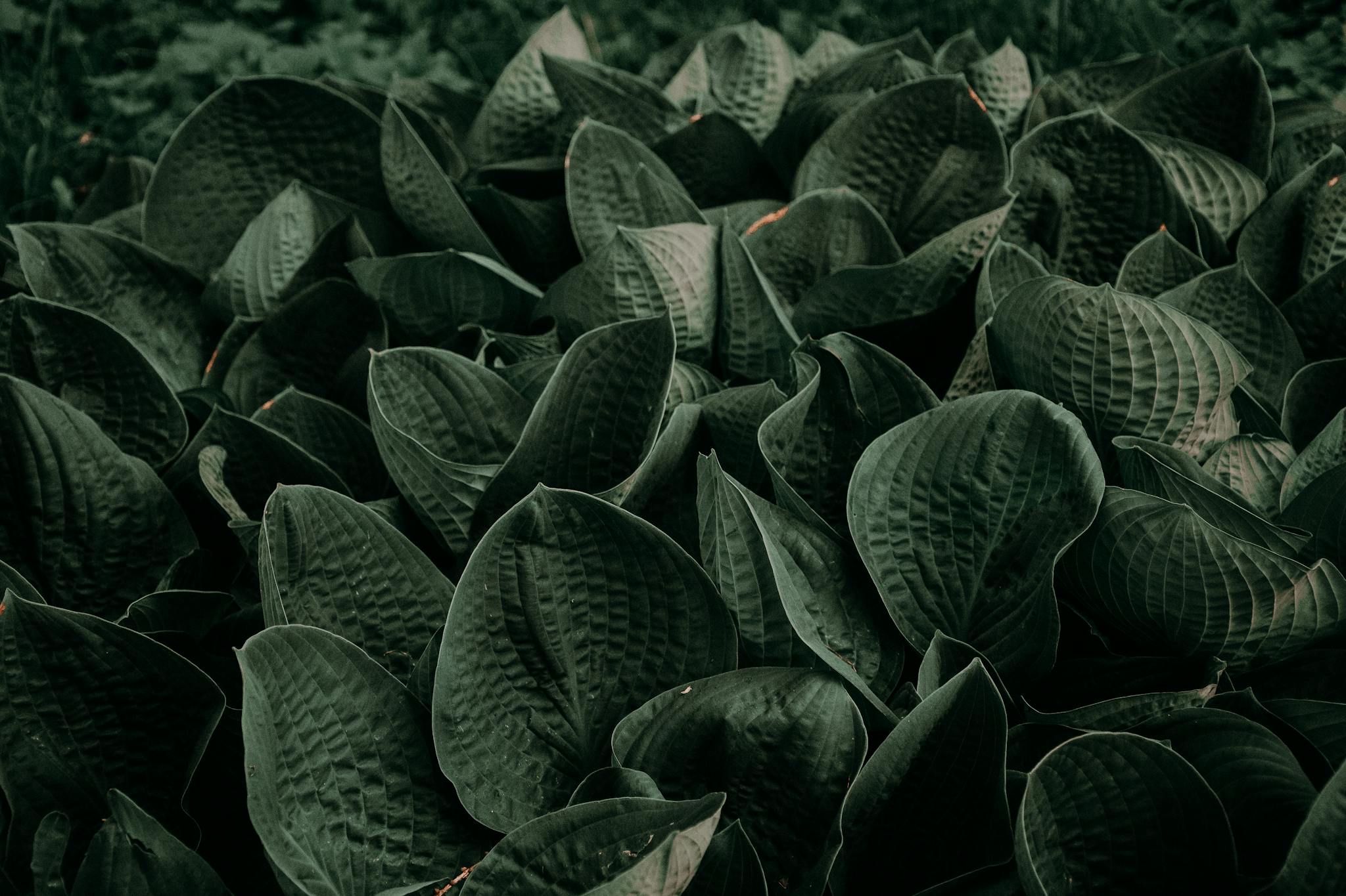 Vibrant close-up of lush green hosta leaves creating a textured, dark background.